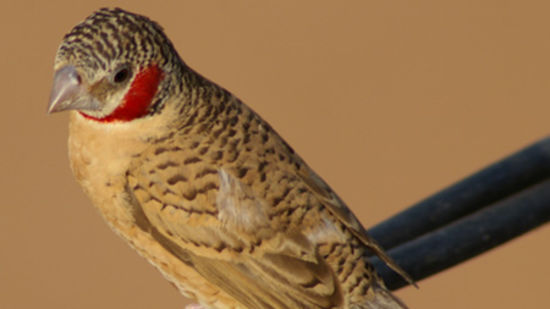 Cut-Throated Finch