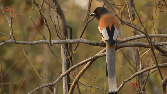 A rufous Treepie perched on a small branch from a tree and looking away - Chunda Shikar Oudi, Udaipur