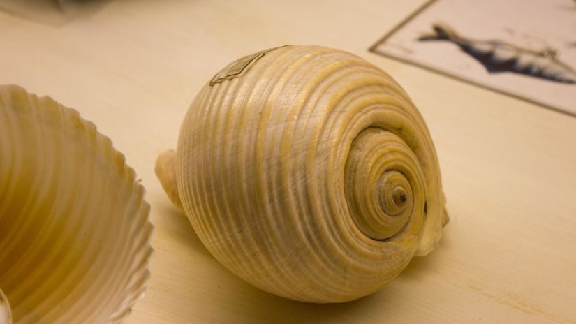 shell in a museum