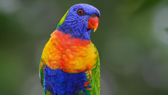 RAINBOW LORIKEET