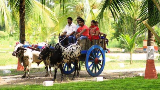 Bullock Cart Ride, Luxury Resort in Alibaug, Rooms in Alibaug, Suites in Alibaug, Villas in Alibaug