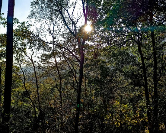 alt-text Sunlight filters through the sparse branches of leafless and leafy trees in a dense forest, highlighting the contrast between light and shadow.