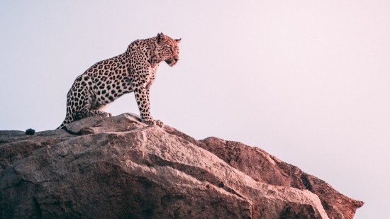 a leopard on top of a rocky outcrop