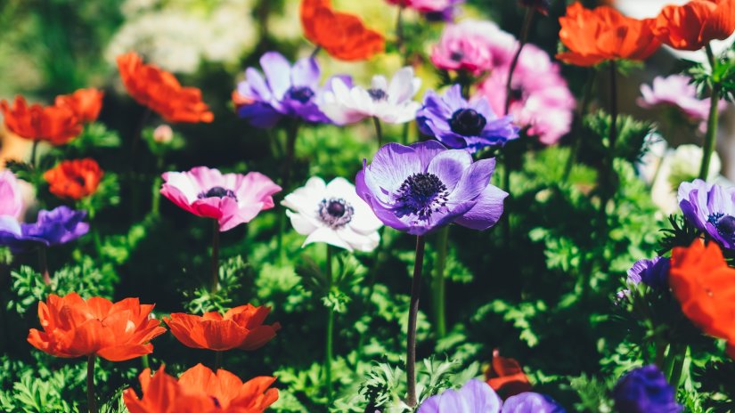 a bed of colourful flowers