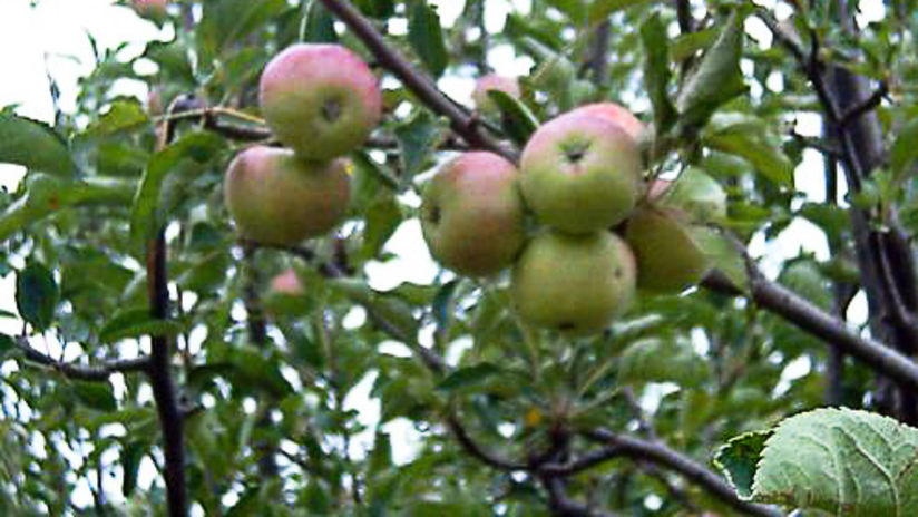 The Ramgarh Bungalows - Fruit Orchards with apples on a tree