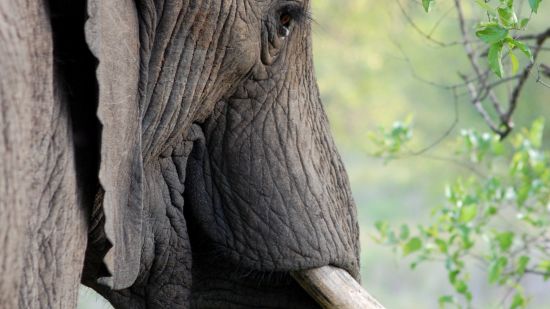 animal-elephant-tusk-close-up-53125