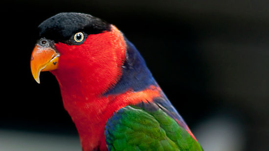 BLACK CAP LORY