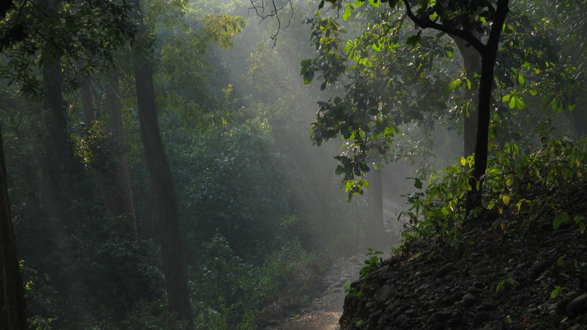 corbett national park the naini retreat nainital