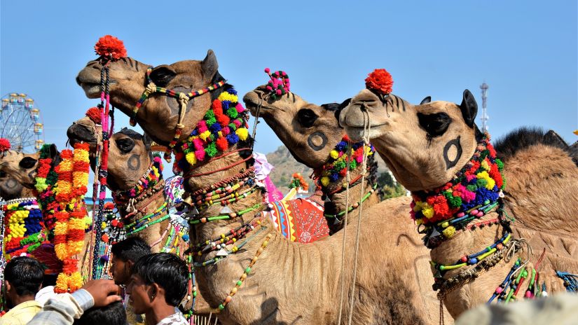 Camels resting at the desert in Pushkar 