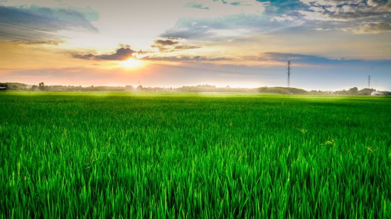 paddy fields at Karapura village near Chikmagalur