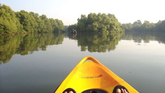 View from a kayak at Sal Backwaters