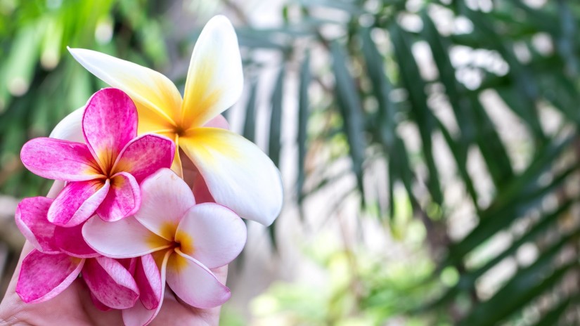 A women holding the different colours of flowers during the bright sunlight , Amanvana Resort and Spa,  Coorg Activities 2