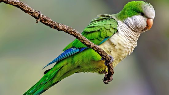 MONK PARAKEET