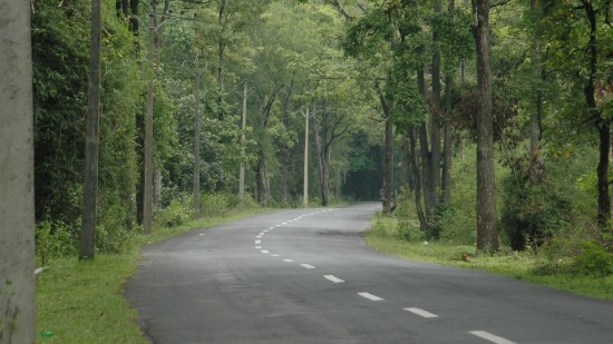 a road through the forest