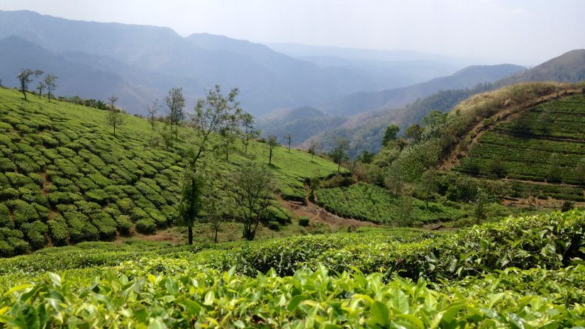 Lock Heart Tea Factory, Things To Do In Munnar