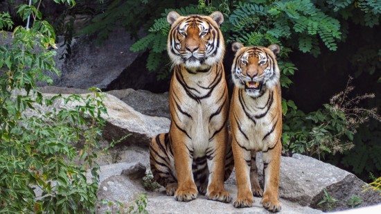 tiger and cub in Bandipur National Park