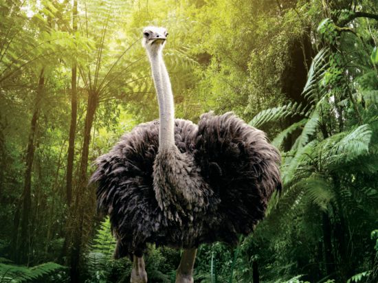 An Ostrich surrounded by green foliage - EsselWorld Bird Park