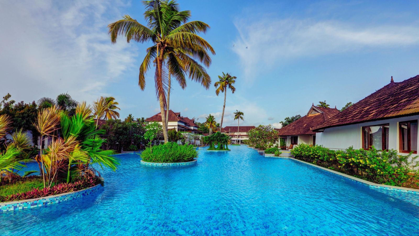 coconut trees and pool