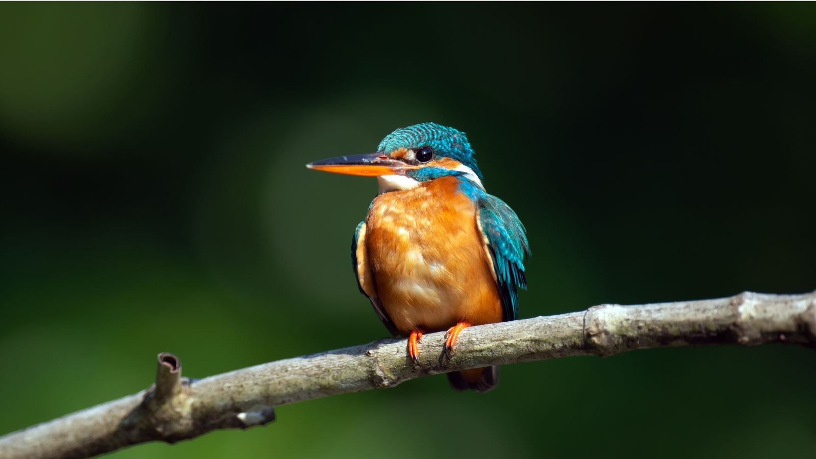 Kingfisher