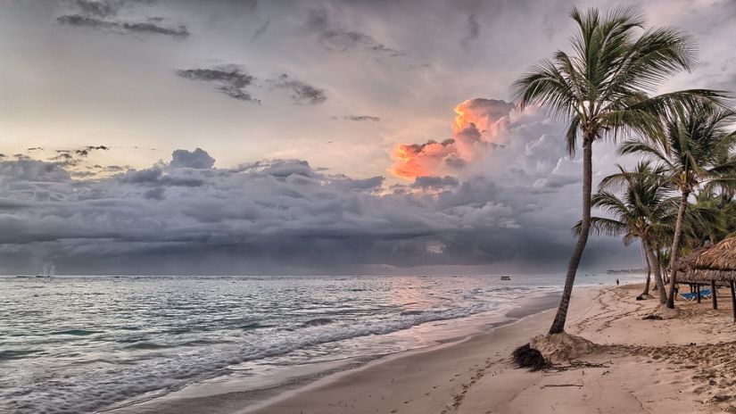 trees on a beach 