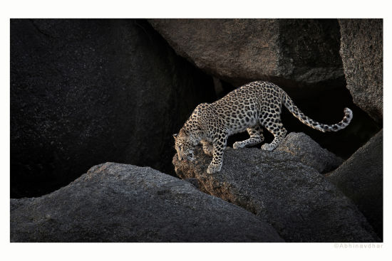 alt-text a leopard on a rock