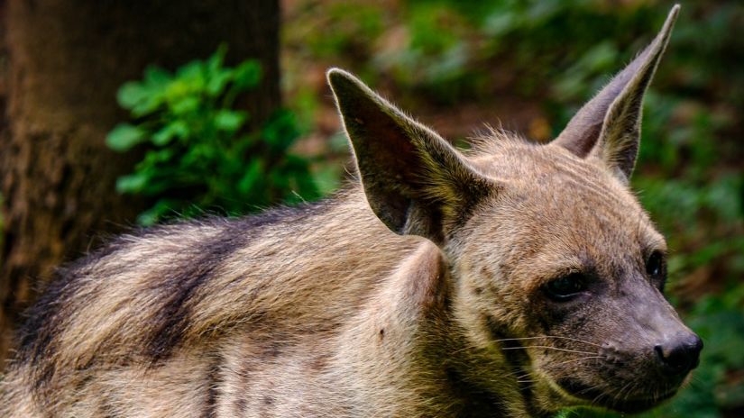 An image of a hyena in the wilderness