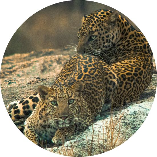 2 leopards on a rock at Jawai