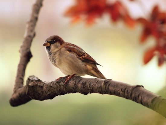 A sparrow seating on a branch of a tree