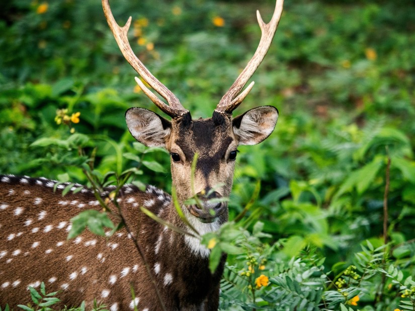 a spotted deer looking from the jungle