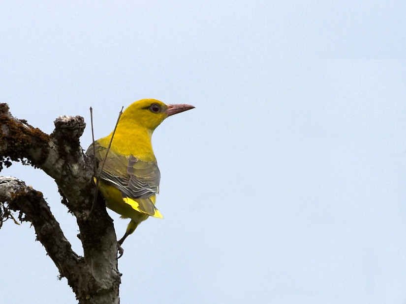 a Golden Oriole at Bandipur National Park