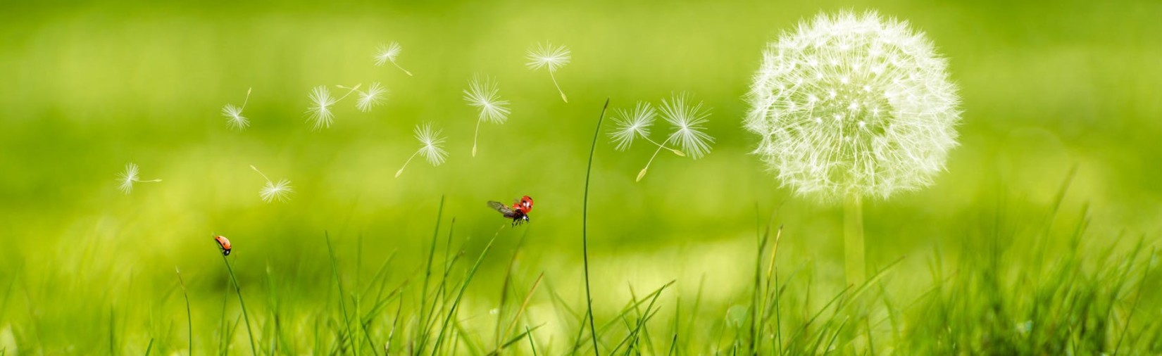 Summer Dandelion seeds being blown away in a bright green meadow