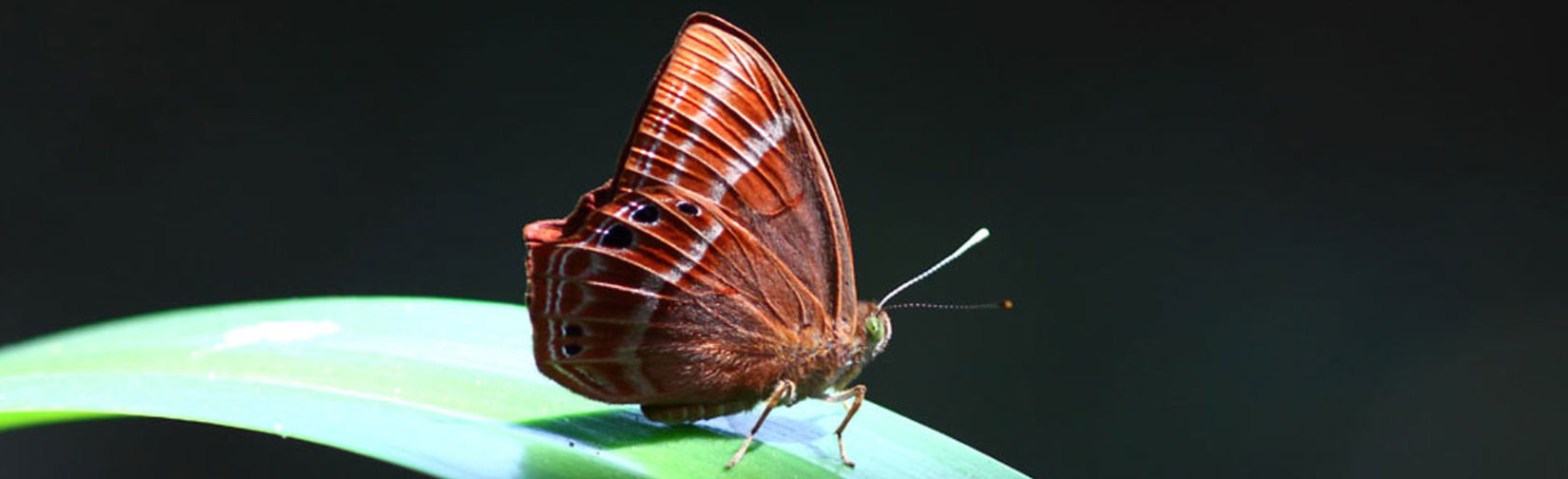 pachmarhi sanctuary near reni pani judgle lodge in Satpura, satpura tiger reserve