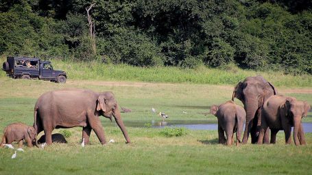 group of elephants near a water body with a jeep safari in the background