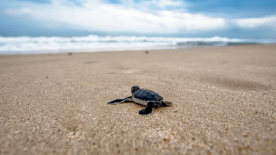 A baby turtle makes its way across a sandy beach, emblematic of new life and the delicate balance of marine ecosystems.