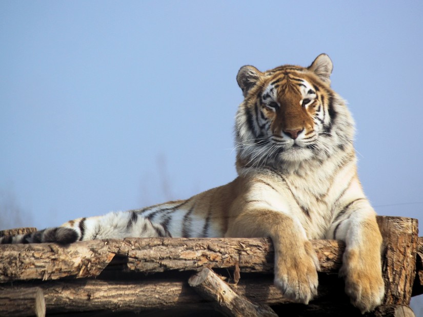 a tiger resting 