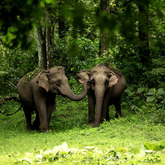 many Elephants inside the biosphere reserve - Black Thunder, Coimbatore