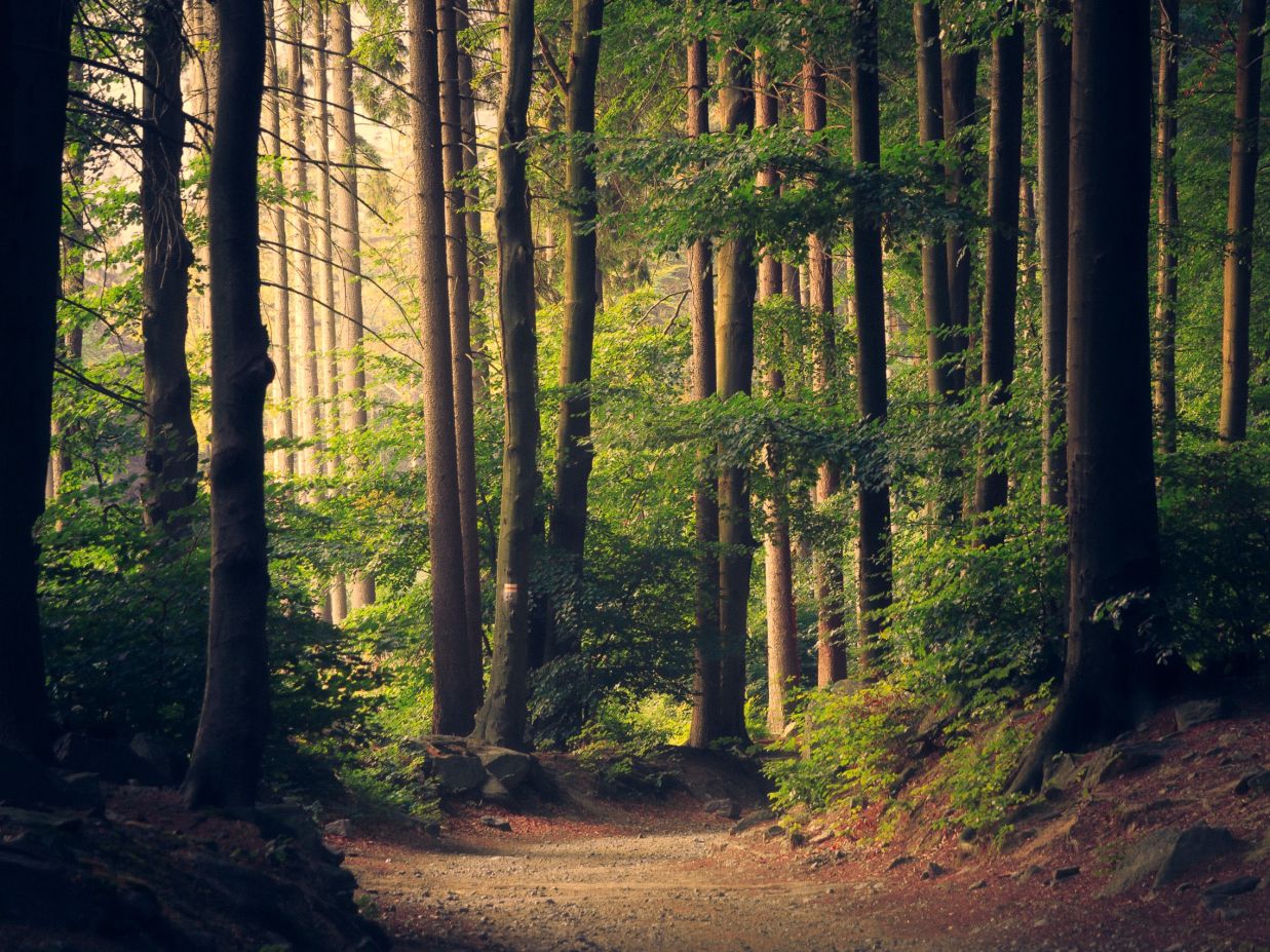 forest with tall trees