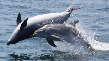 dolphin safari Lotus Beach Resort Murud Beach-Dapoli Ratnagiri