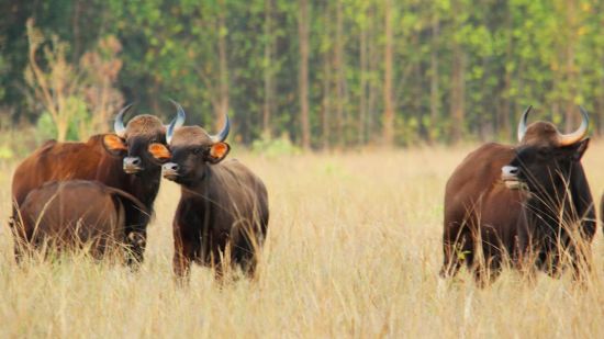 Gaur Kanha by KEdar Gore