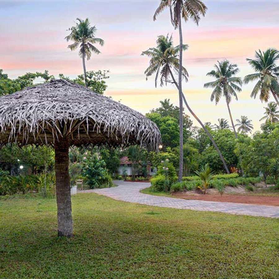 alt-text abad-turtle-resort-garden-hut-greenery, Contact Beach Resort in Marari, Beach resorts in Allepey, 4 Star Resorts in Alleppey, Best Beach Resorts in Alleppey, Best Beach Resorts Near Cochin, Beach Resorts in Kerala