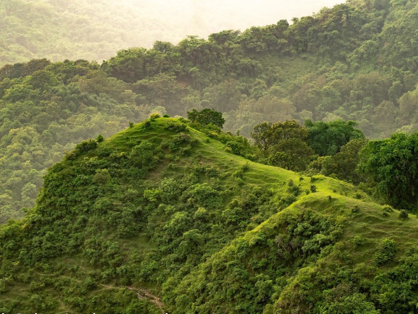 hills covered with greenery