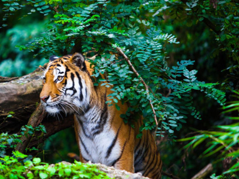 The Earl's Court, Nainital Nainital High Altitude Zoo Nainital