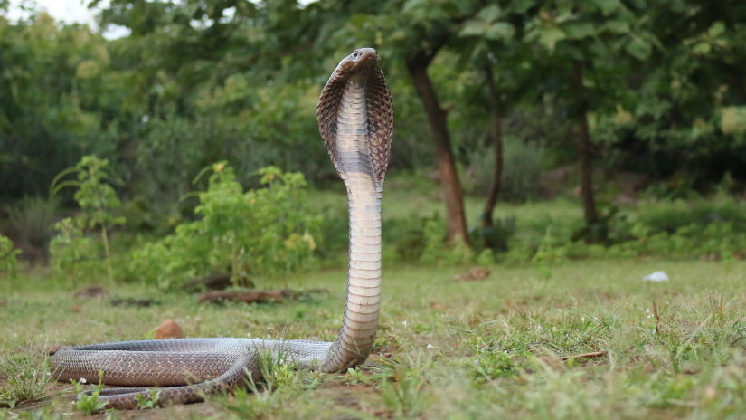 Venomous Indian Cobra in the wilderness