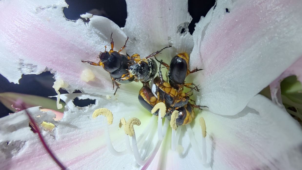 Pollinators  on a bloomed lily 