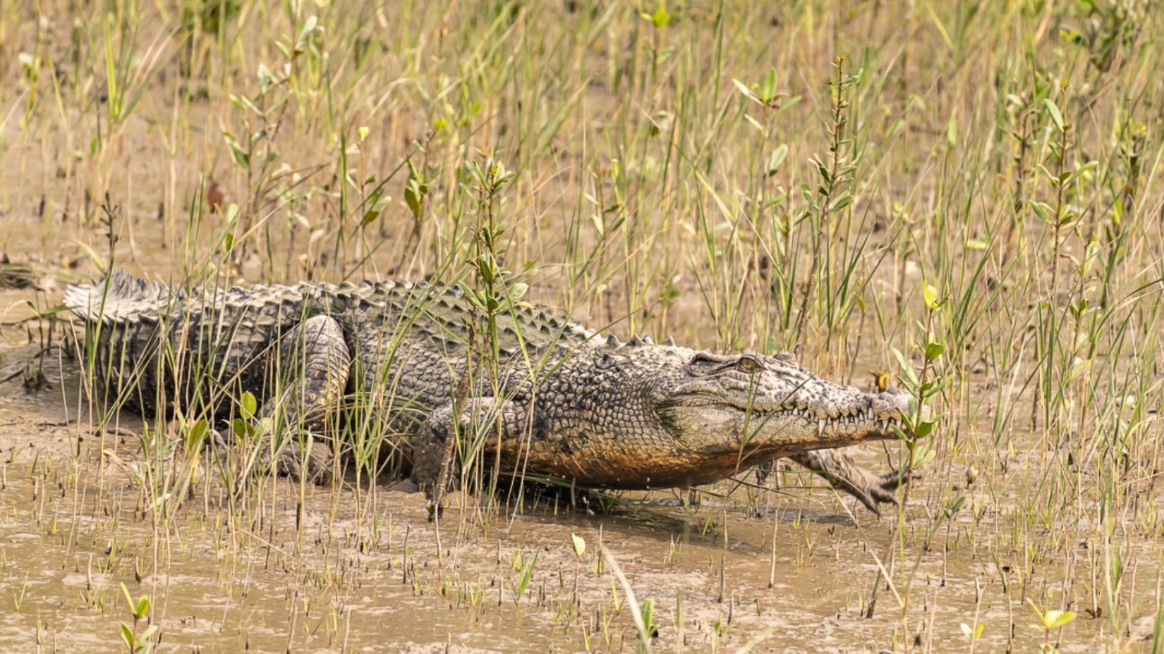 Salt water crocodile