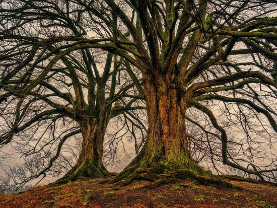 An eerie, leafless tree with sprawling branches on a foggy day.