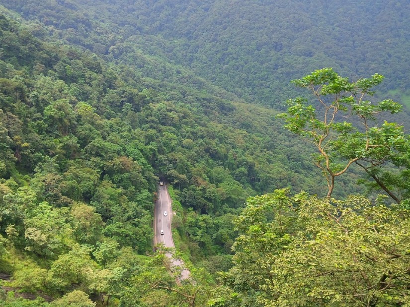 cars on a road through a jungle