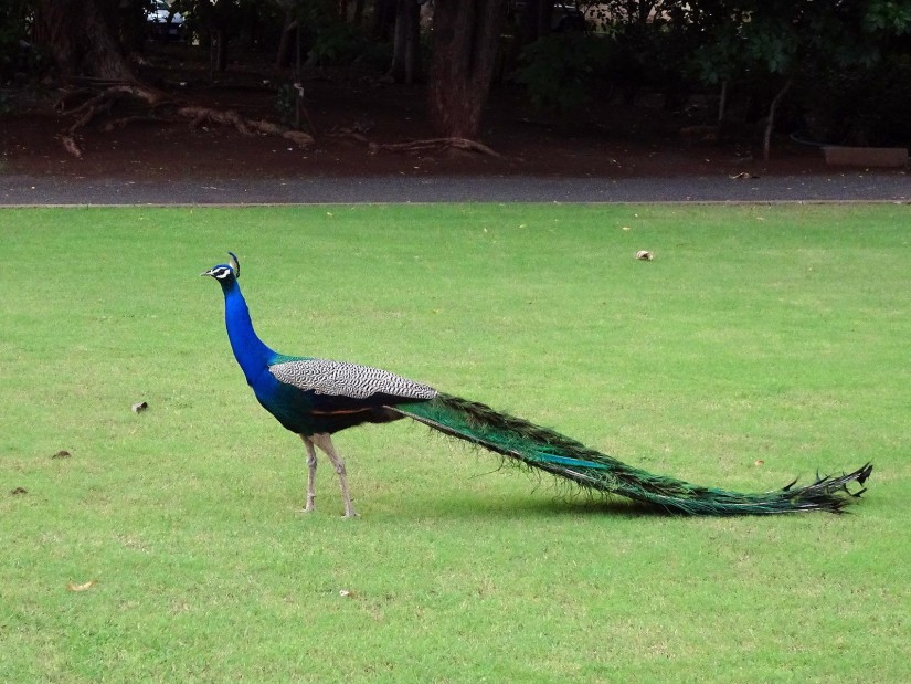 a peacock standing in the field