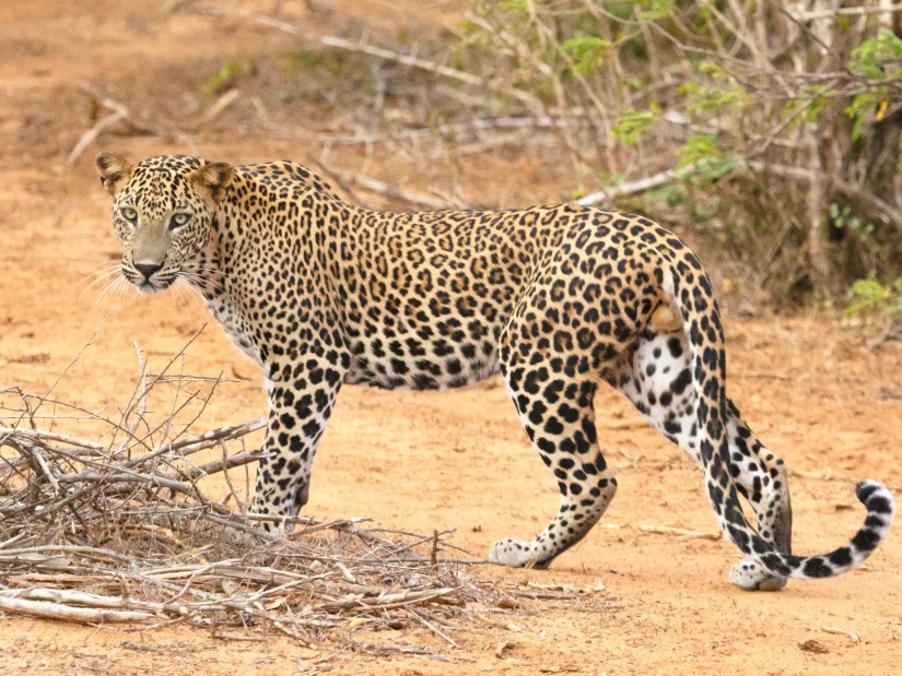 A leopard walking through a dry patch