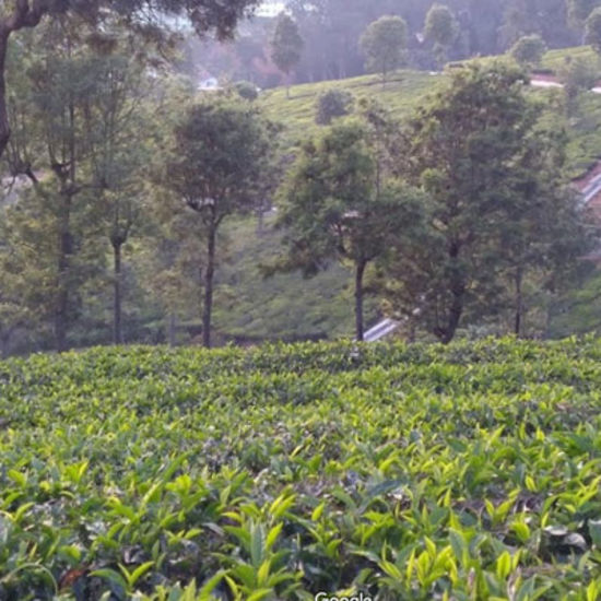 overview of the brooklands tea garden - Black Thunder, Coimbatore